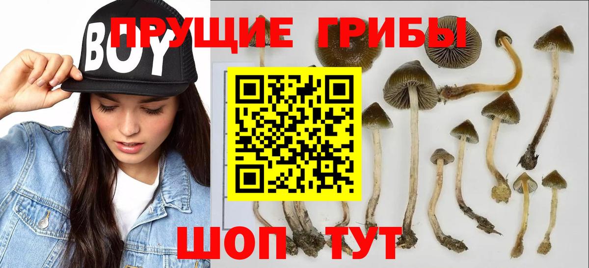 Петропавловск-Камчатский  Галлюциногенные грибы Psilocybine cubensis  Вход с VPN  закладка  Галлюциногенные грибы Magic Shrooms 